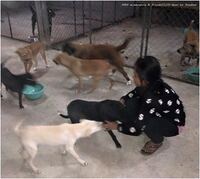Kham Pom Animal Shelter By Door to Freedom (373)